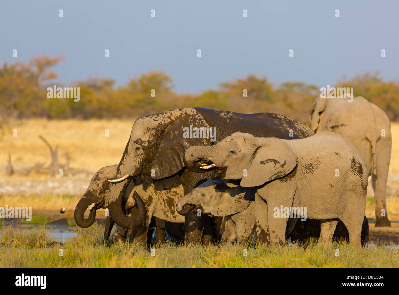 Groupe d'Éléphants Bush africain (Loxodonta africana), Rietfontein, Namibie Banque D'Images