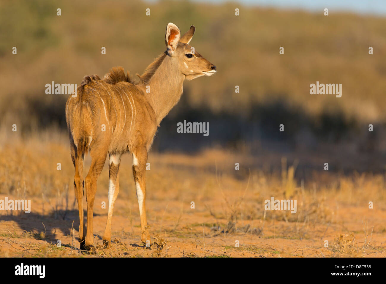 Grand Koudou (Tragelaphus trepsiceros) Banque D'Images