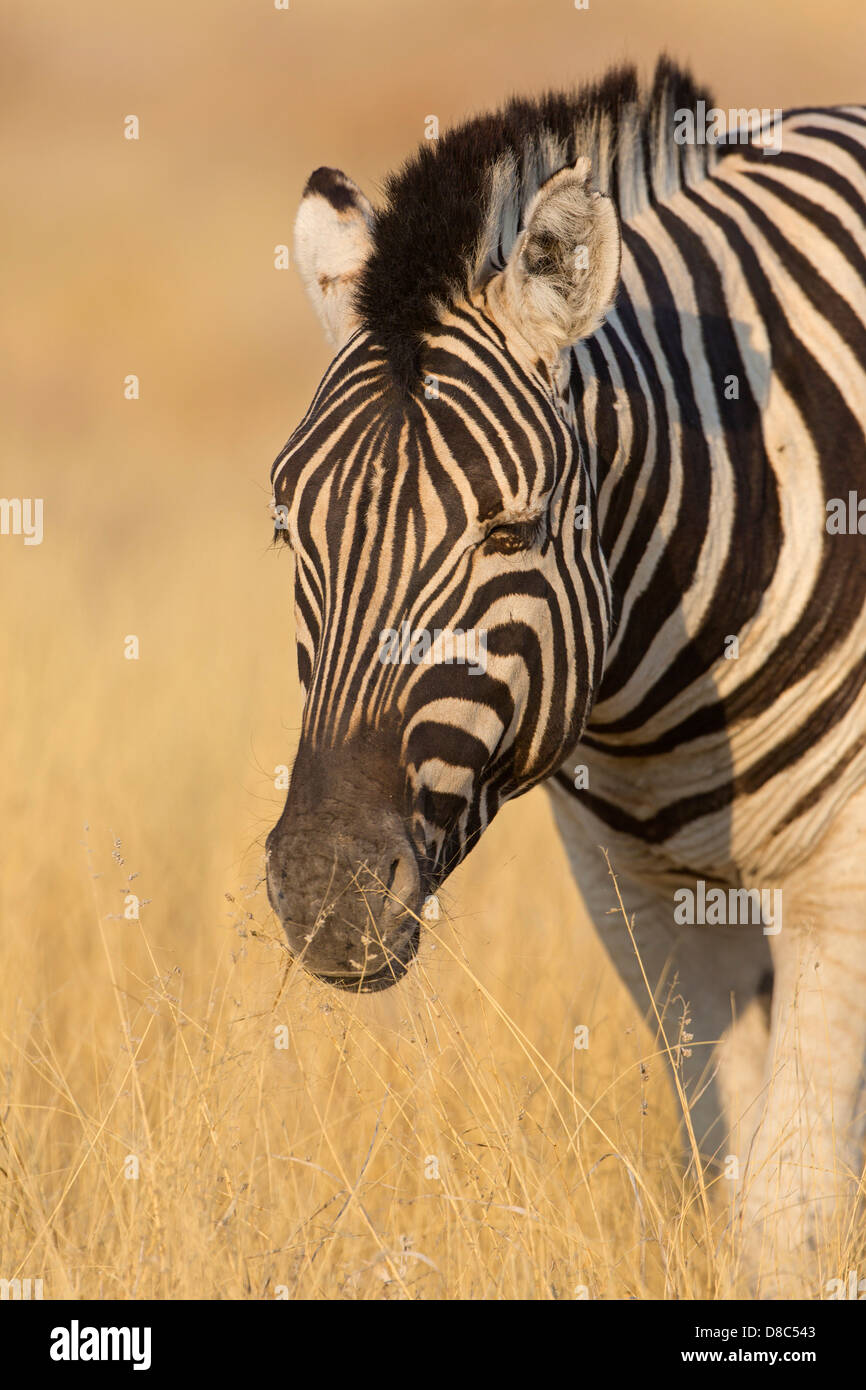 Zèbre des plaines (Equus quagga), route à Rietfontain, Namibie Banque D'Images