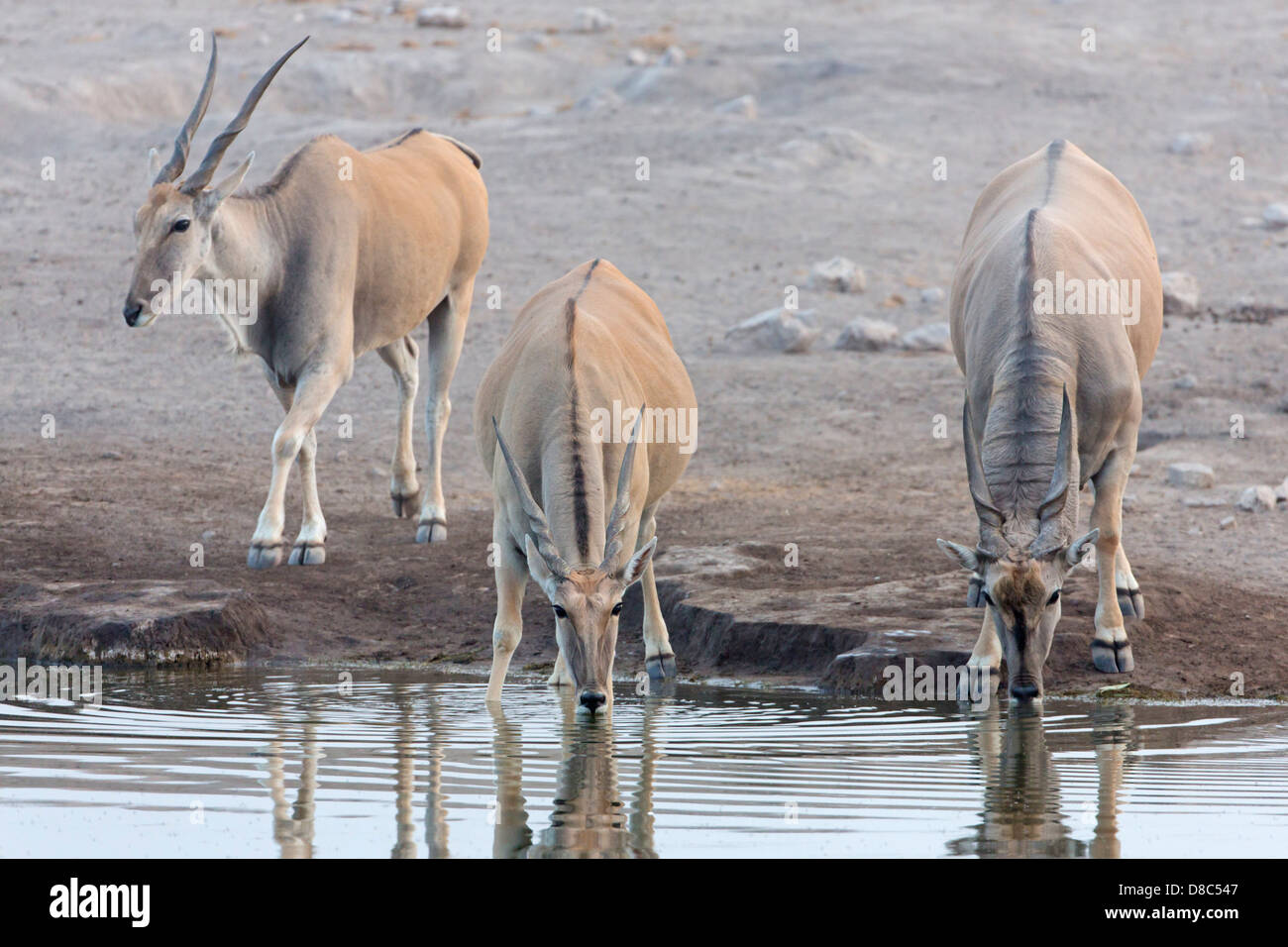 Trois Élans (Taurotragus oryx), Chudop Waterhole, Namibie Banque D'Images