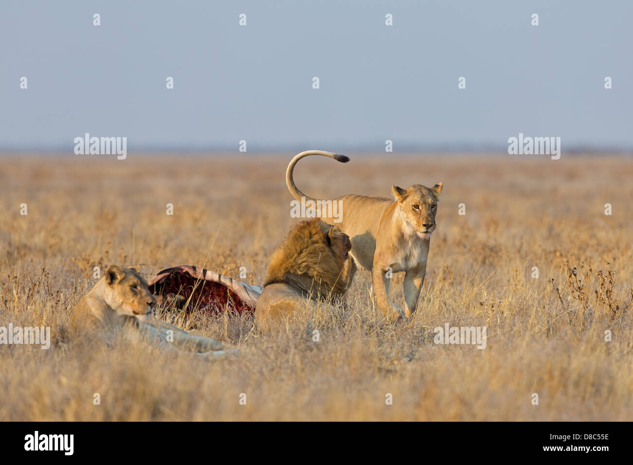 Les lions (Panthera leo) avec les proies, Route De Gemsbokvlakte, Namibie Banque D'Images