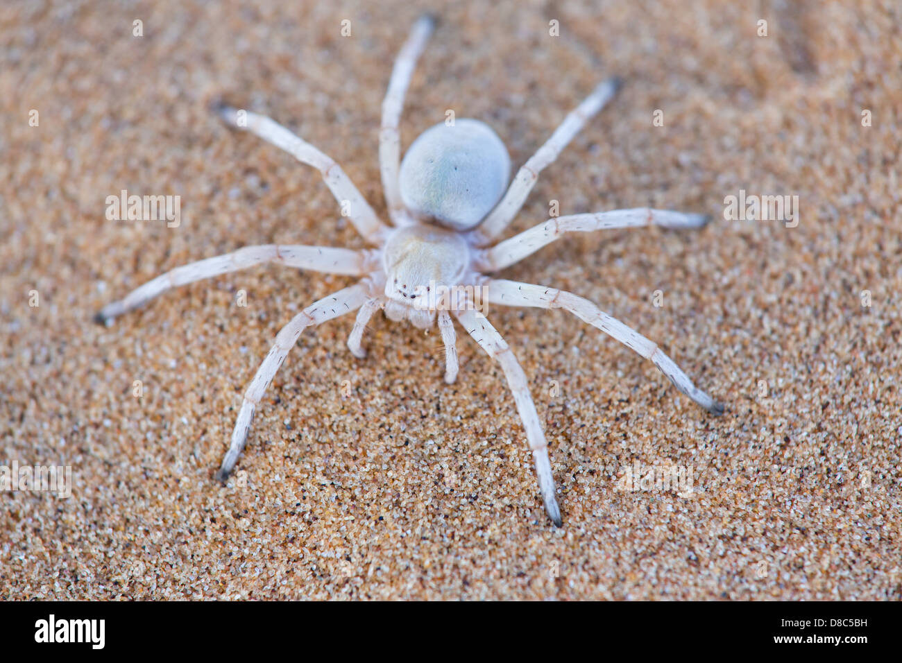 Araignée sur un sol sableux, peu de Tour 5, Namibie Banque D'Images