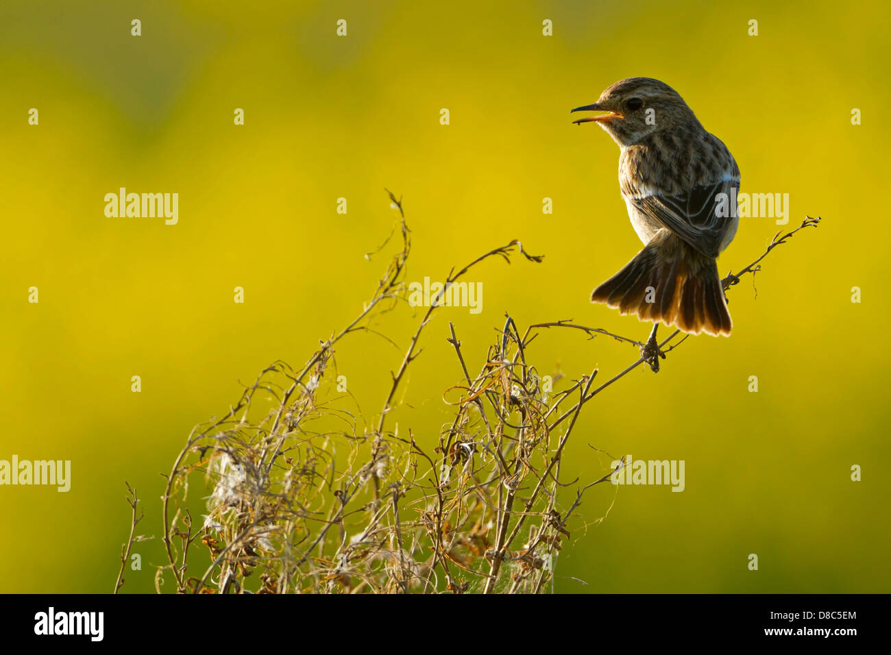 Stonechat (Saxicola torquata) Banque D'Images