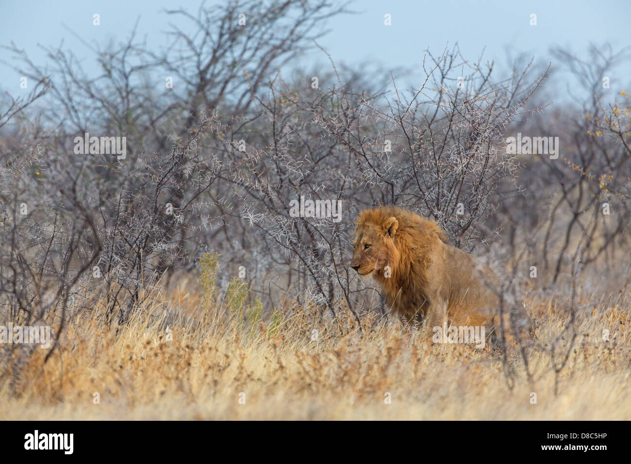 Lion (Panthera leo), route à Gemsbokvlakte, Namibie Banque D'Images