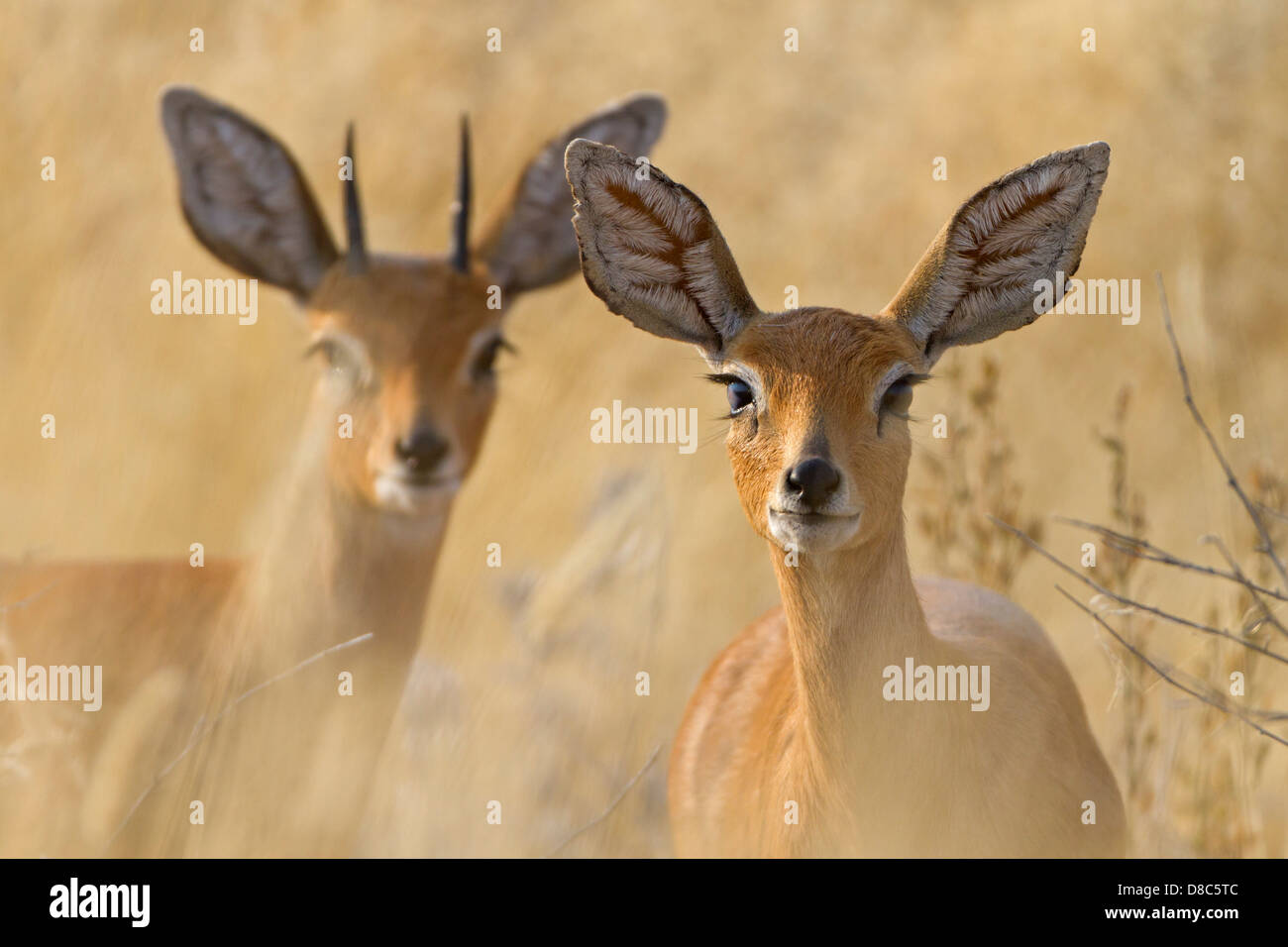 Deux Steenboks (Raphicerus campestris), route à Ondongab, Namibie Banque D'Images