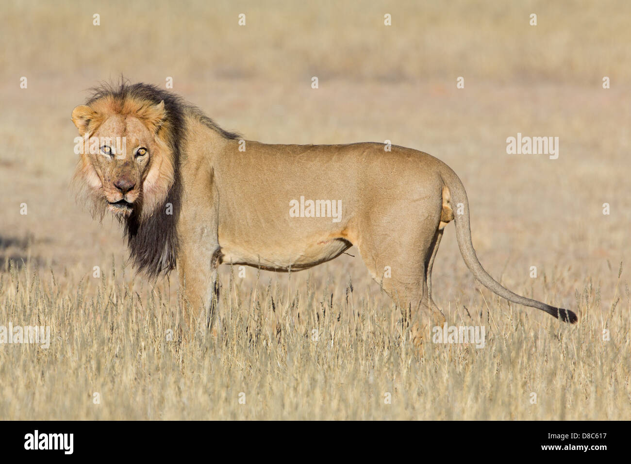 Lion (Panthera leo), le Botswana Banque D'Images