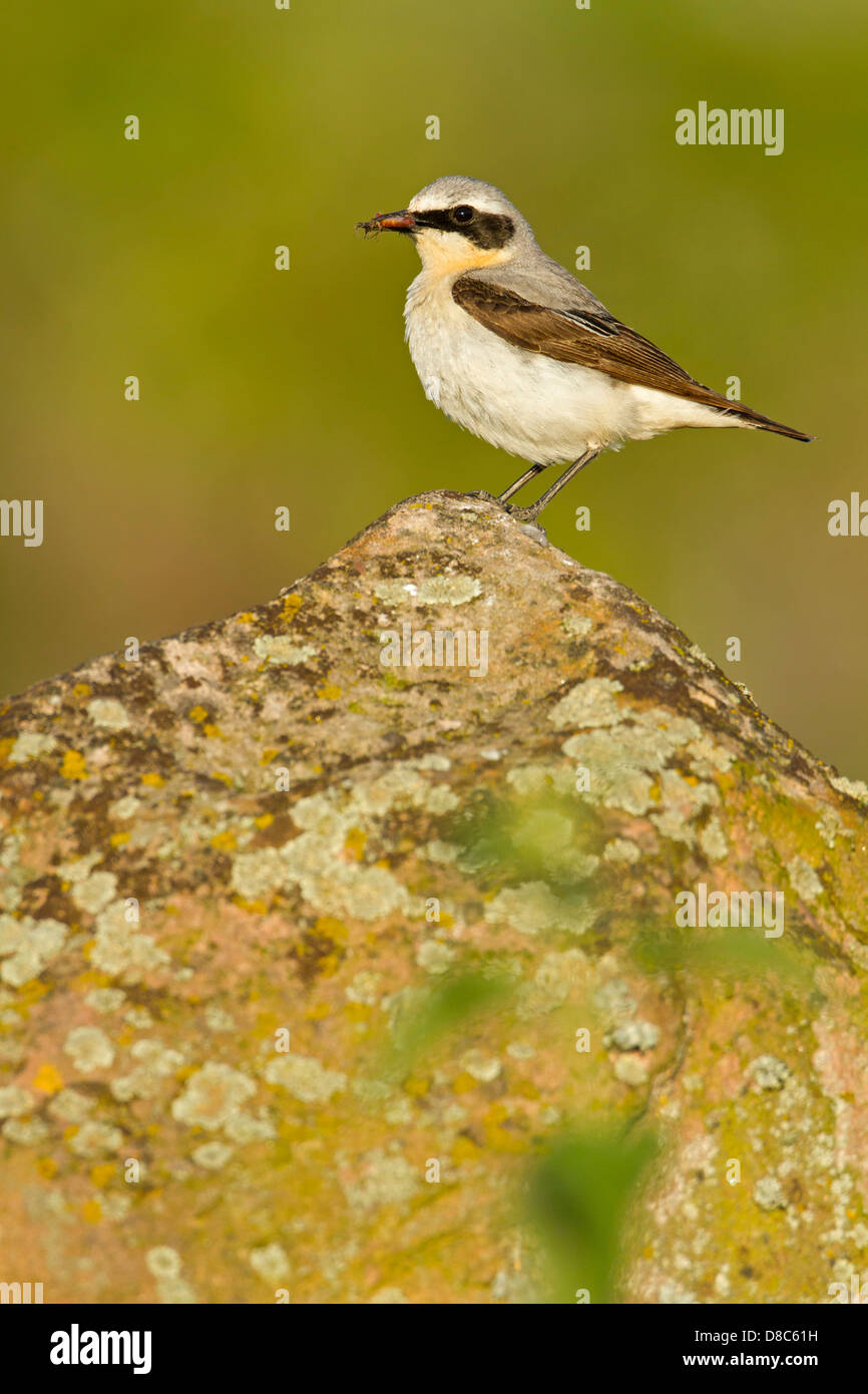 Traquet motteux (Oenanthe oenanthe) avec les proies Banque D'Images