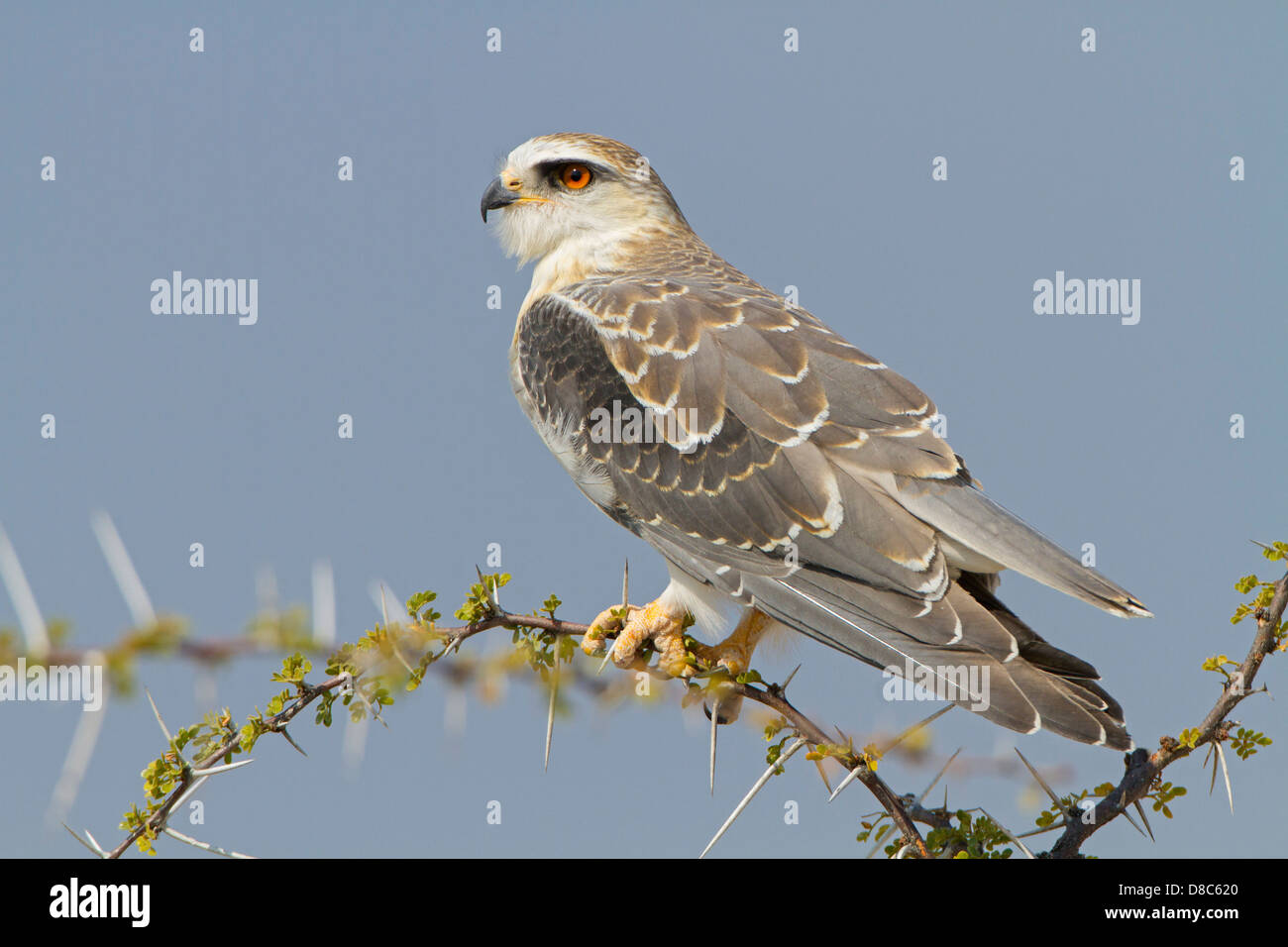 Black-shouldered Kite (Elanus caeruleus), route de Camp Halali, Namibie Banque D'Images