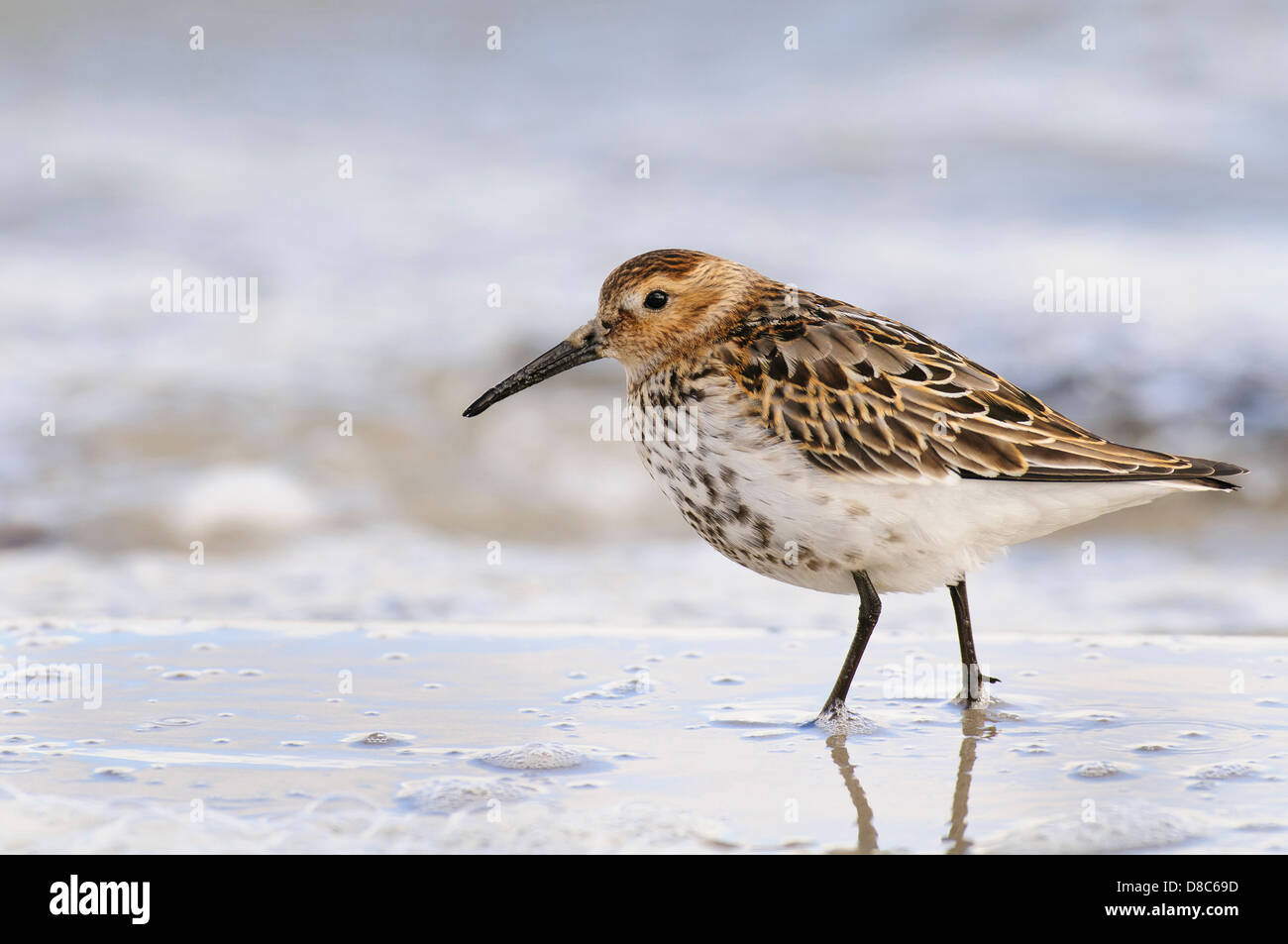 Bécasseau variable, Calidris alpina, mecklenburg-vorpommern, Allemagne Banque D'Images