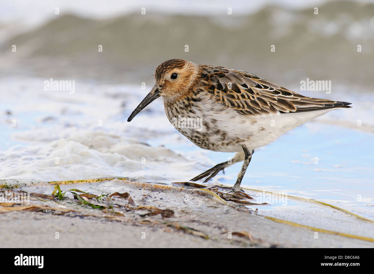 Bécasseau variable, Calidris alpina, mecklenburg-vorpommern, Allemagne Banque D'Images
