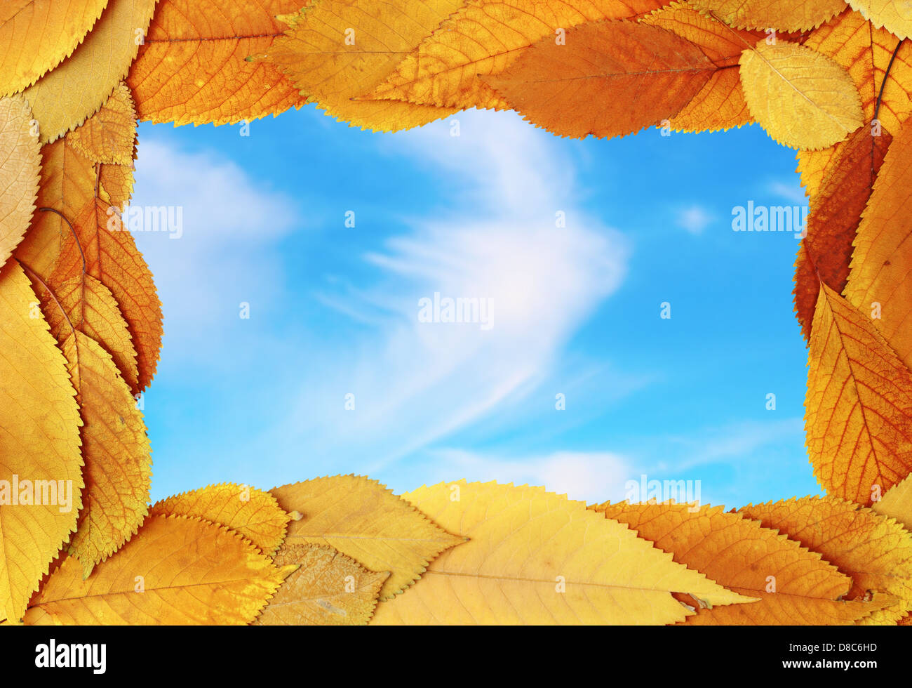 La nature abstraite de châssis avec de belles feuilles golden cherry blue sky background Banque D'Images