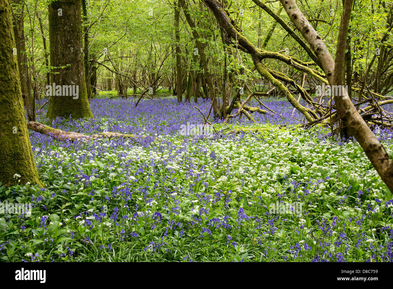 Jacinthes et Ramsons floraison dans Dorset woodland, Mai 2013 Banque D'Images