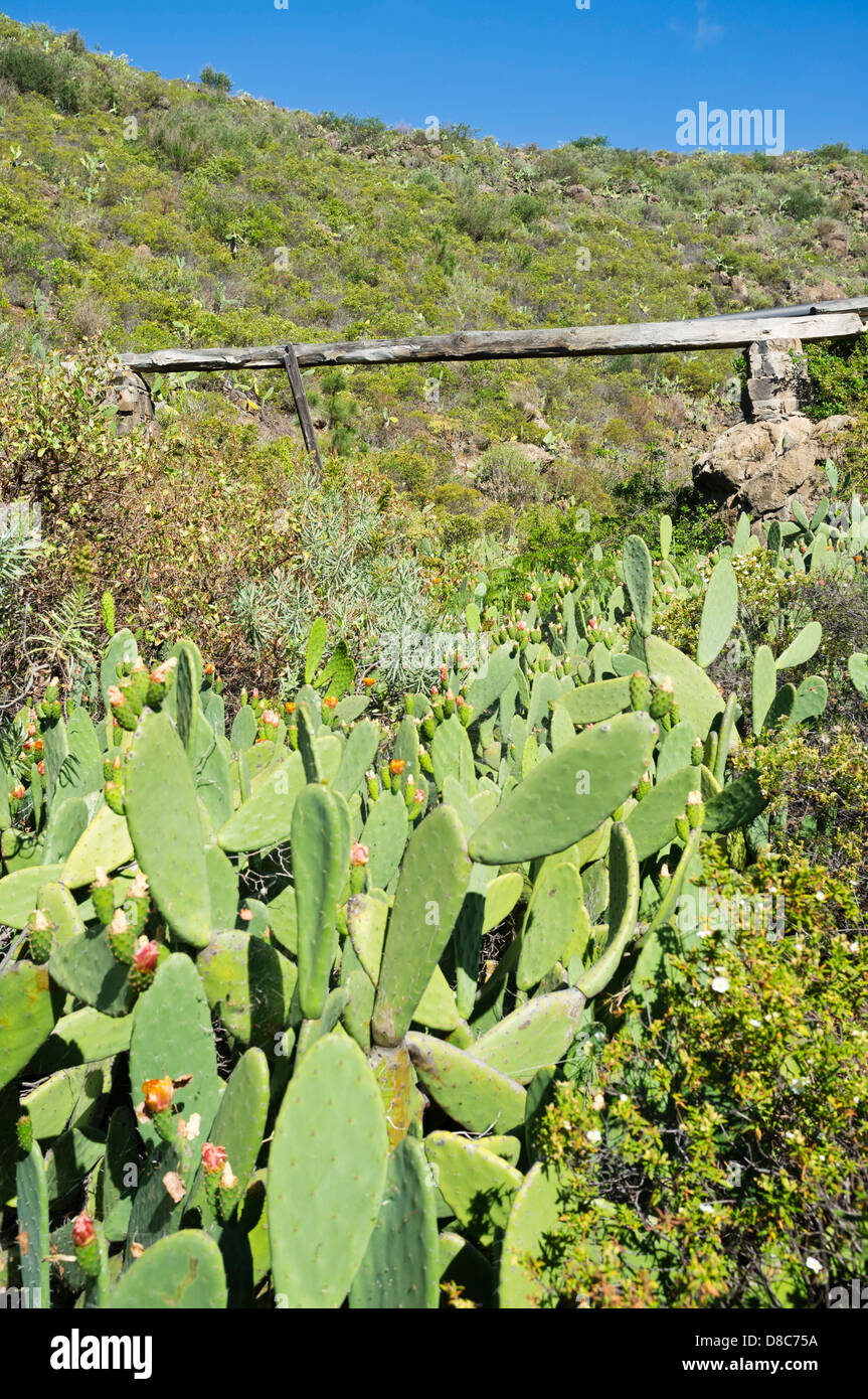 En bois ancien canal d'eau combler un barranco à Las Vegas, Tenerife, Canaries, Espagne, Banque D'Images En bois ancien canal d'eau combler un barranco à Las Vegas, Tenerife, Canaries, Espagne, Banque D'Images