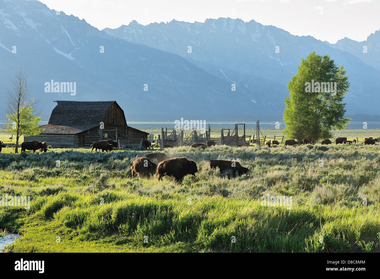 Photographie d'un troupeau de bisons en passant par la grange Moulton au coucher du soleil. Parc National de Grand Teton, Wyoming USA. Banque D'Images