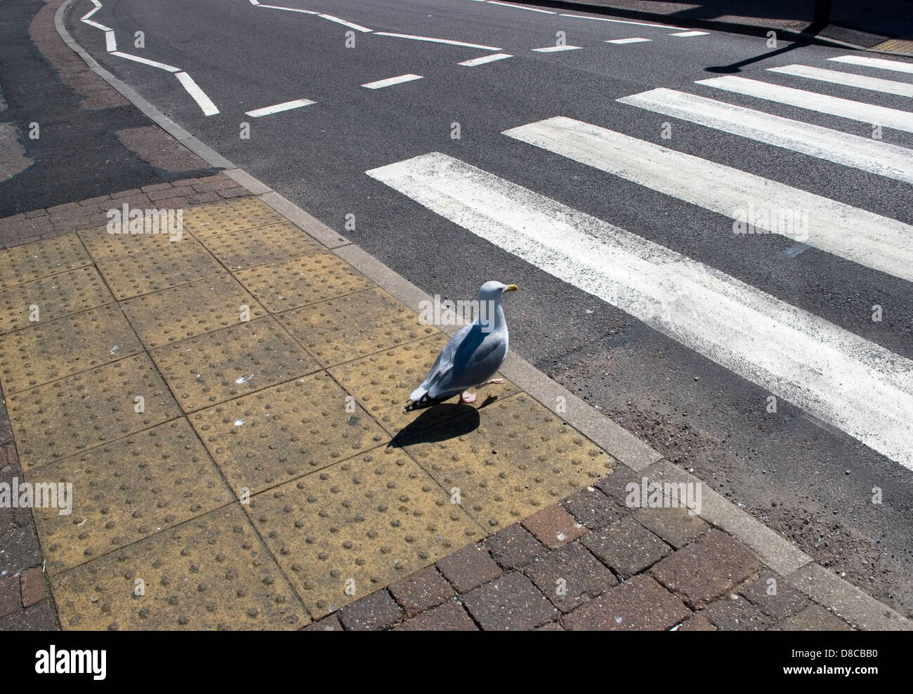 Mouette traversant la rue Banque D'Images