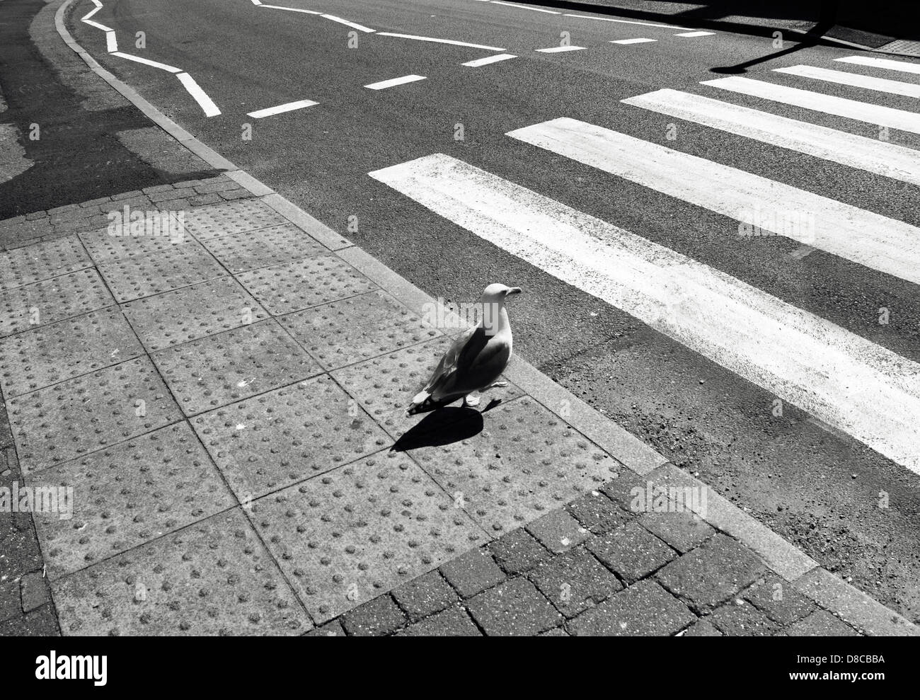 Mouette traversant la rue Banque D'Images