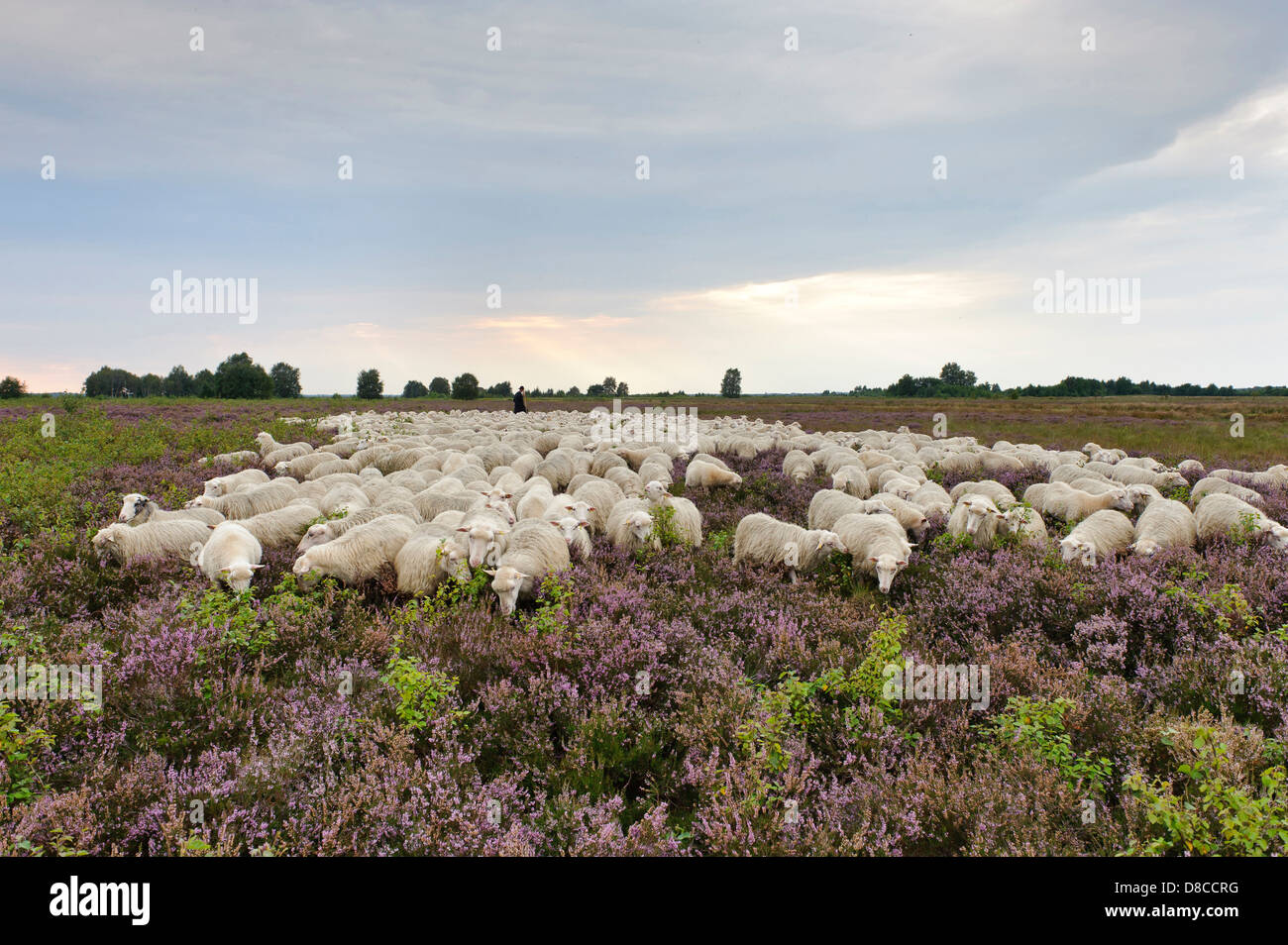 Interrogé blanc heath troupeau, diepholzer moorniederung, goldenstedter moor, Niedersachsen, Allemagne Banque D'Images