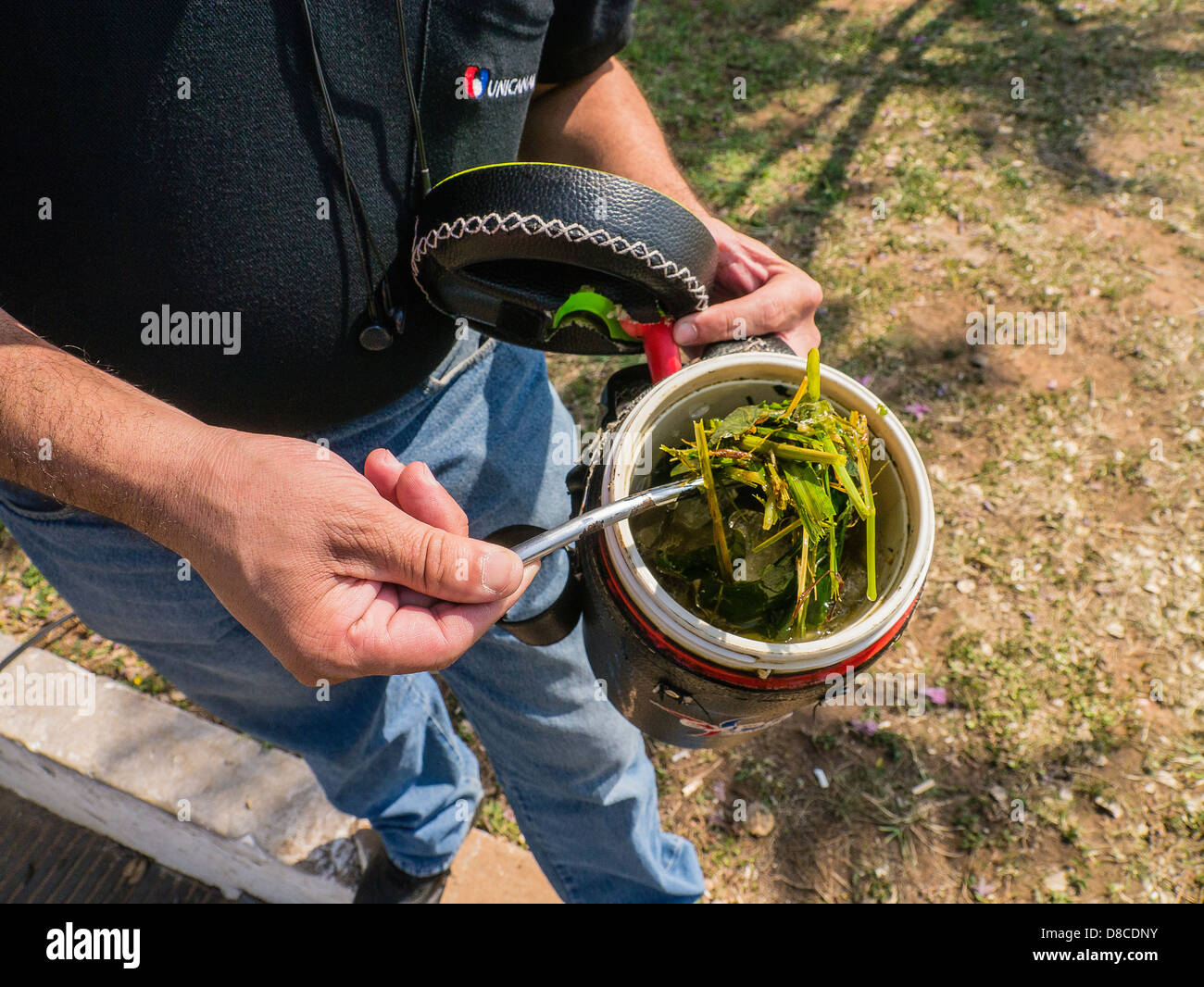 La main d'un homme utilise la cuillère en métal pour afficher les feuilles de la yerba mate plante dans un thermos de thé. Banque D'Images