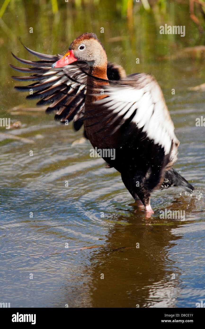 Black-Bellied - Wakodahatchee Wetlands - Dendrocygne Delray Beach, Florida, USA Banque D'Images