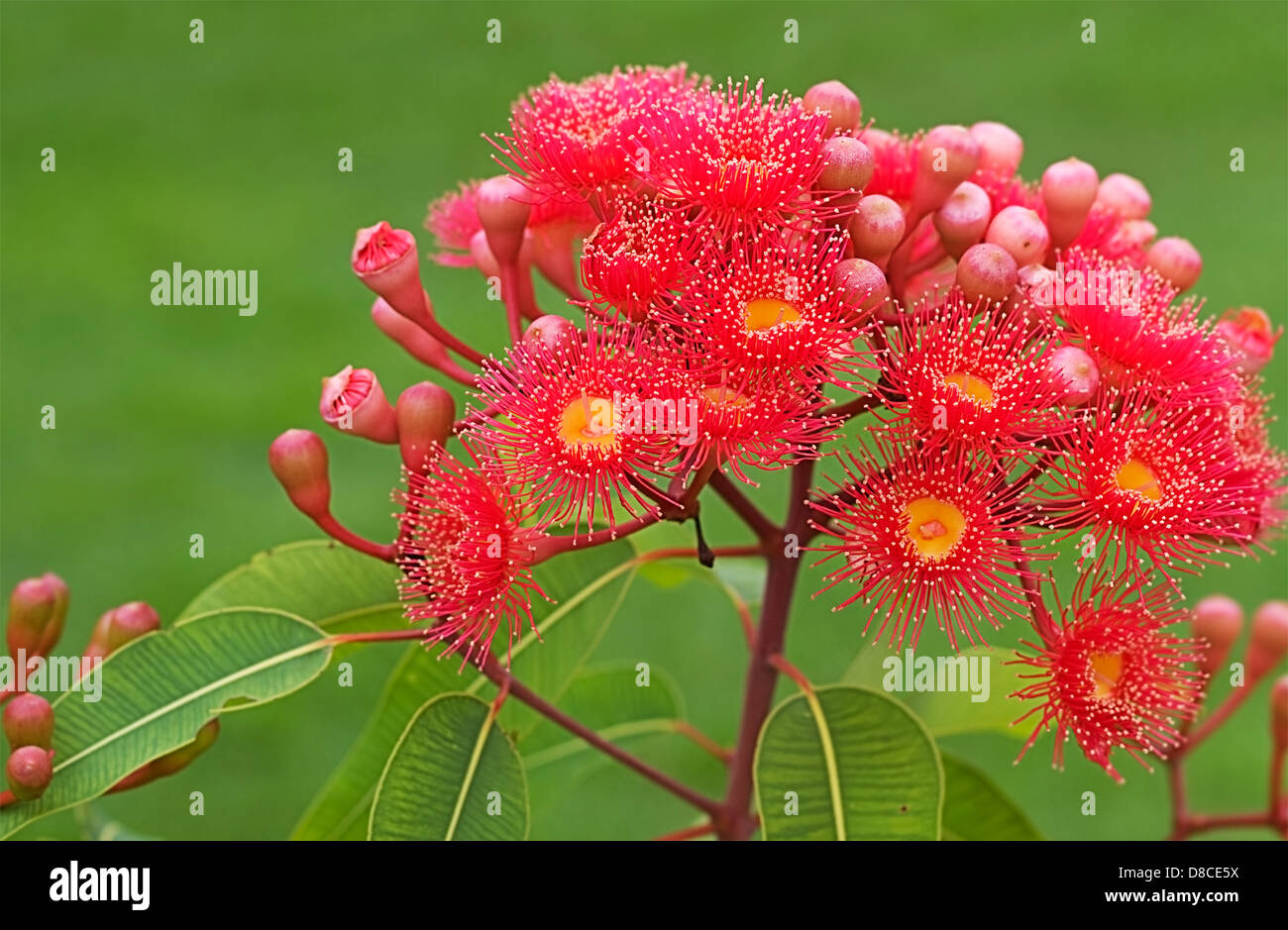 Fleurs rouge vif lumineux de gum tree australien originaire de l'Australie rouge été Phytocarpa Banque D'Images