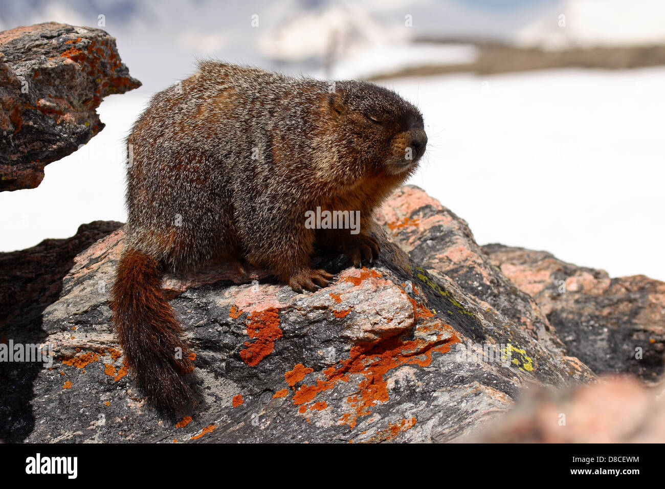 Une Marmotte à ventre jaune reposant sur des roches colorées dans les Rocheuses. Banque D'Images