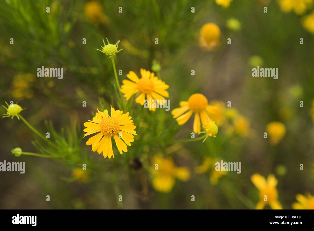 L'éneezeweed amère (Helenium amarum) est une plante vivace que l'on trouve en Amérique du Nord. Il présente des fleurs jaunes et se trouve souvent dans les zones humides. La plante est connue pour son parfum fort et désagréable. Banque D'Images