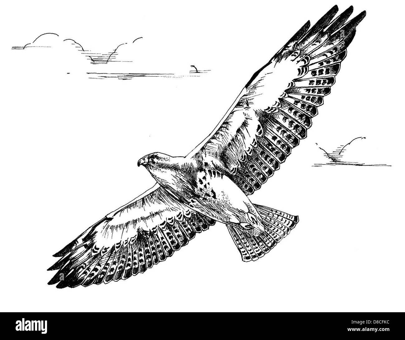 Ce dessin au trait noir et blanc représente un faucon de Swainson en vol. L'image se concentre sur les contours détaillés des ailes et du corps de l'oiseau alors qu'il s'élève dans le ciel. Les faucons de Swainson sont connus pour leurs longues migrations et se retrouvent partout en Amérique du Nord. Le dessin souligne le vol gracieux et les traits distinctifs de l'oiseau en mouvement, mettant en valeur sa beauté et son agilité. Banque D'Images