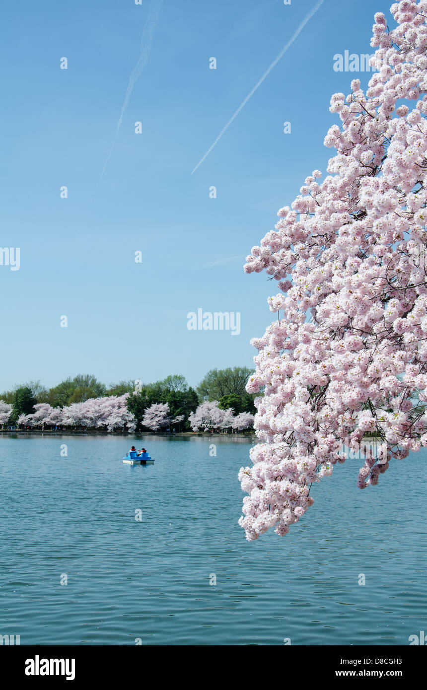 Le bassin de marée au cours de la Cherry Blossom Festival Banque D'Images