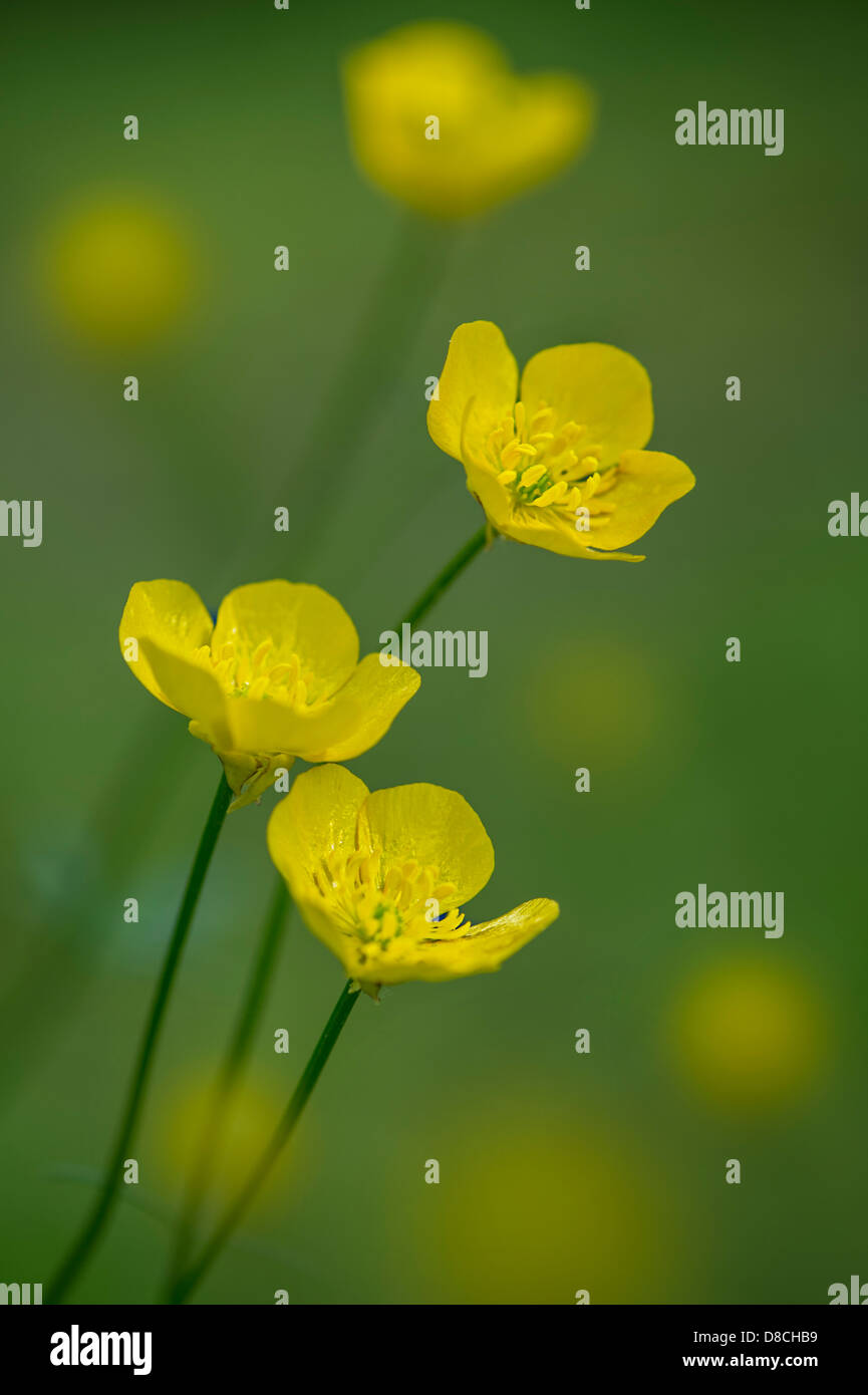 Fleurs jaune Bouton d'or Banque D'Images