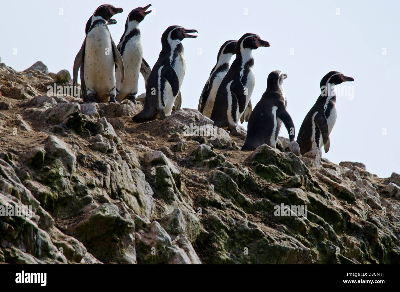 La Réserve nationale de Paracas.le manchot de Humboldt (Spheniscus humboldti) dans les îles Ballestas. Le Pérou. Banque D'Images