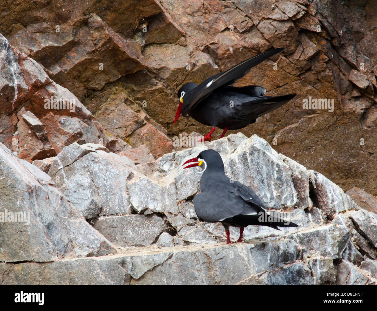 La Réserve nationale de Paracas. Le Pérou. La sterne Inca Larosterna inca en te îles Ballestas. Banque D'Images