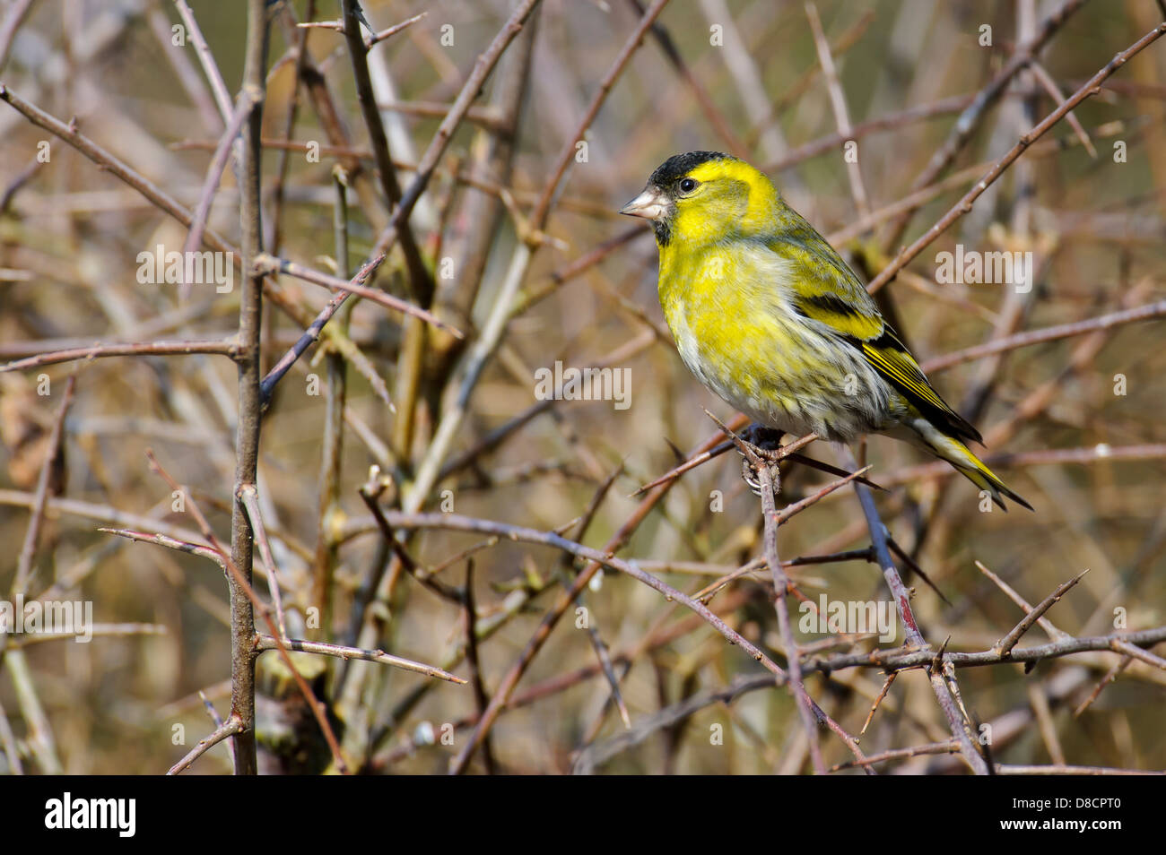 Eurasian siskin Carduelis spinus, Banque D'Images