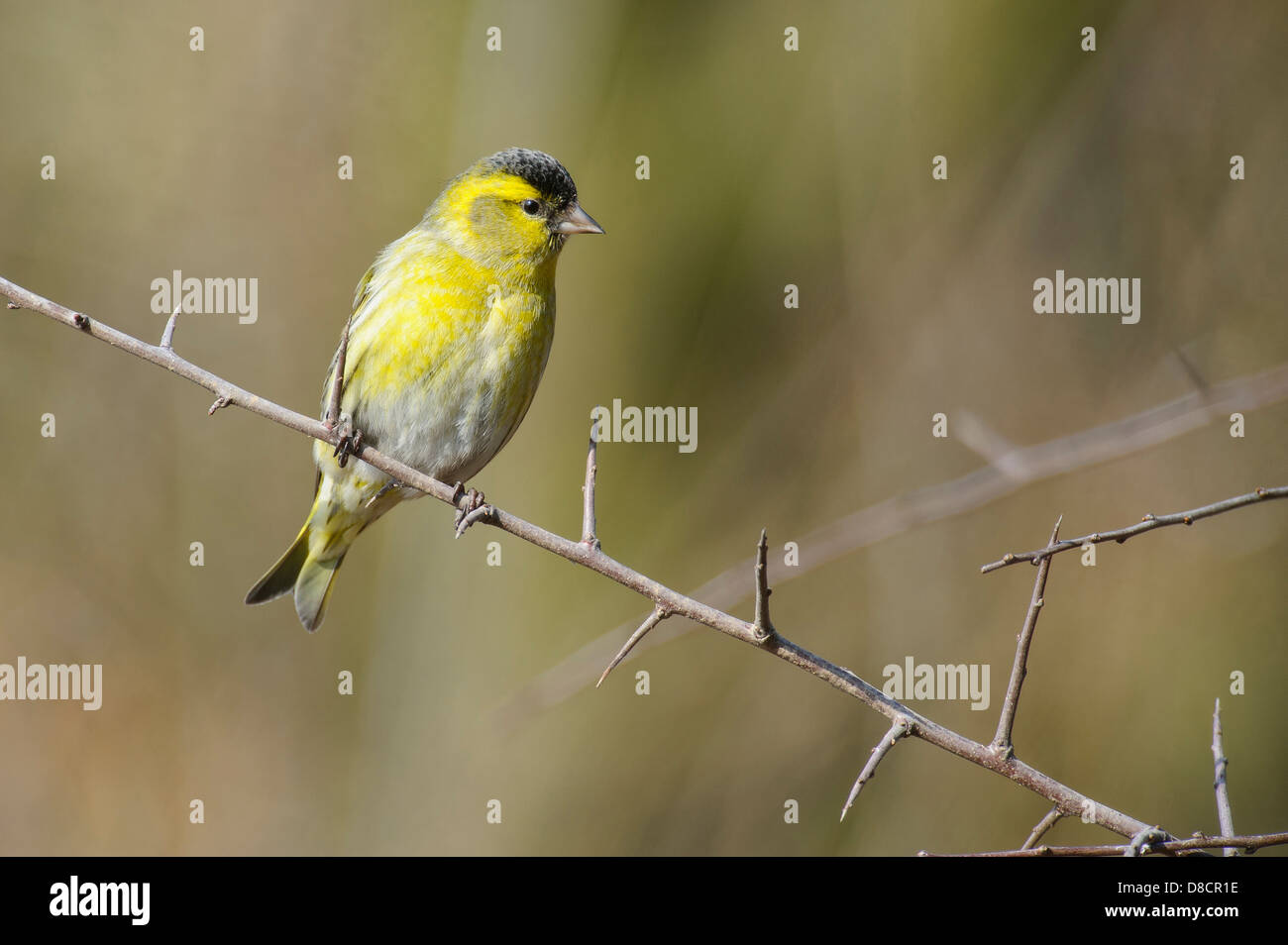 Eurasian siskin Carduelis spinus, Banque D'Images