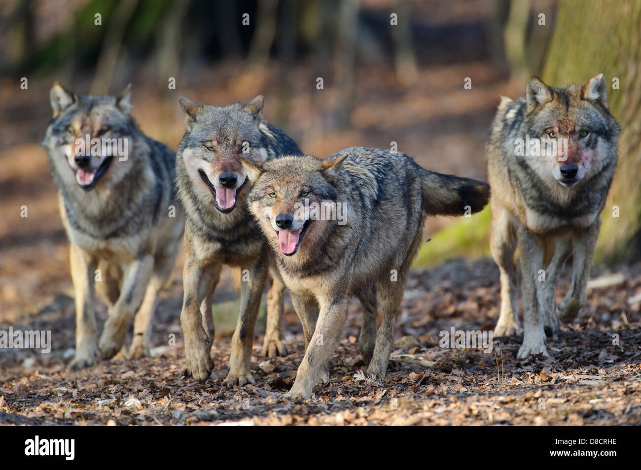 Gray wolf, canis lupus Banque D'Images