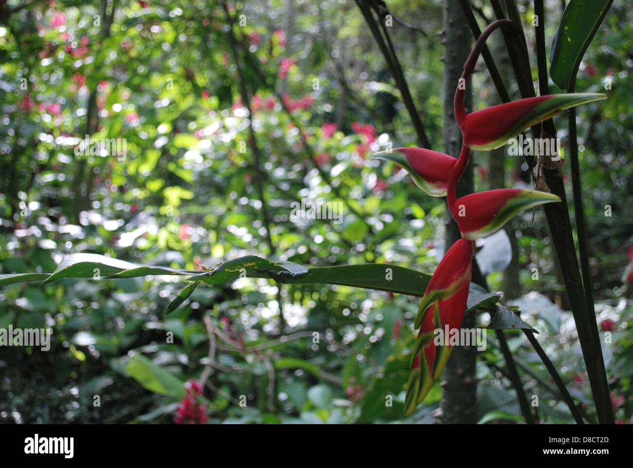 Des fleurs tropicales de Colombie Banque D'Images