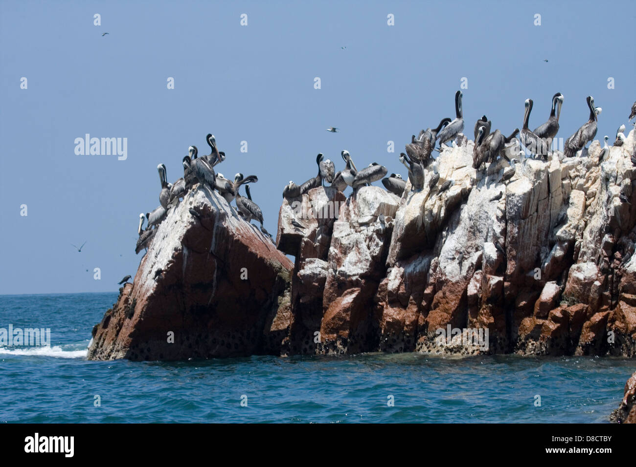Les pélicans assis sur les rochers sur les îles Palomino, tout près de la côte de Lima, Pérou. Banque D'Images
