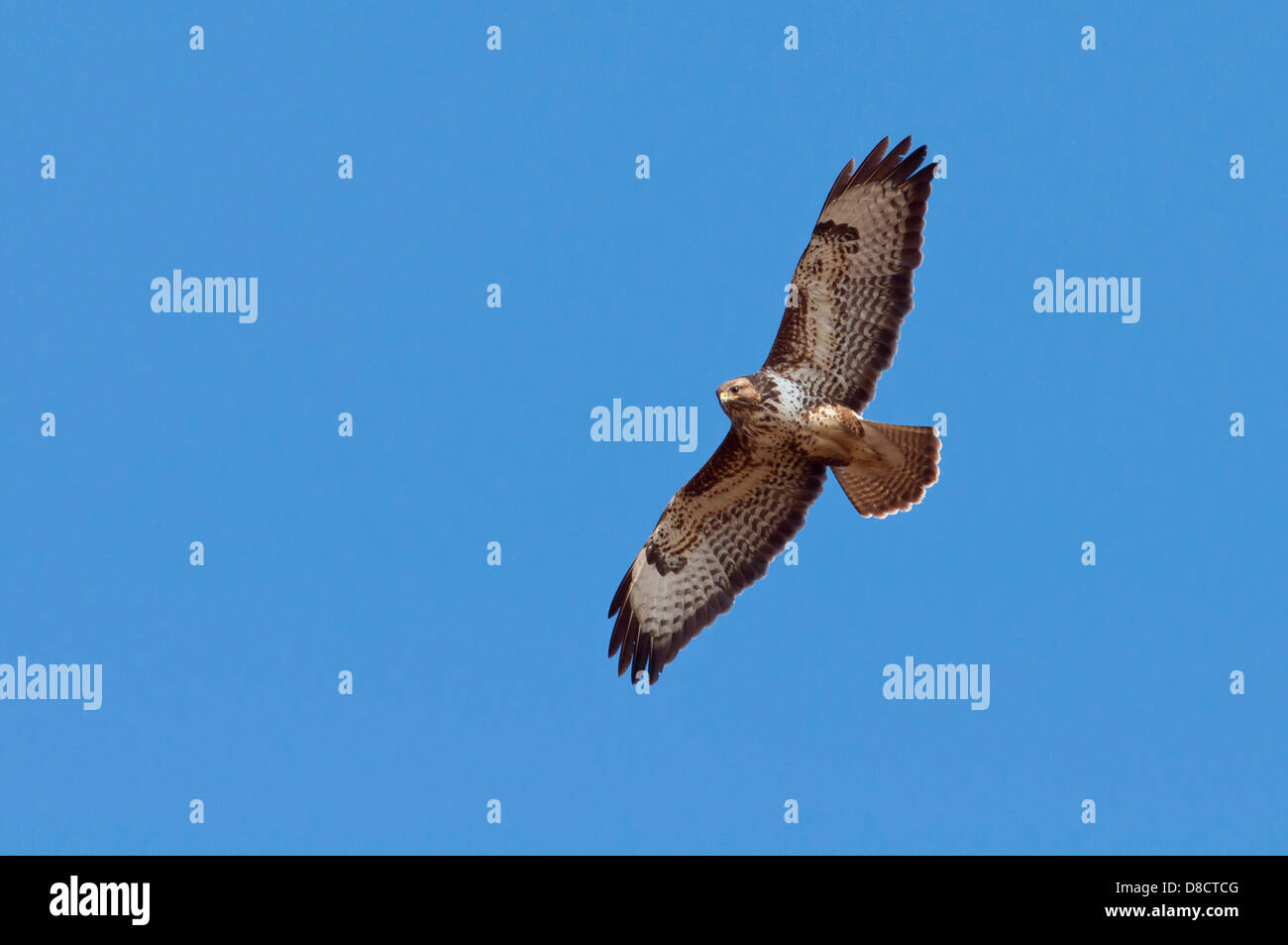 Buse variable, Buteo buteo Banque D'Images