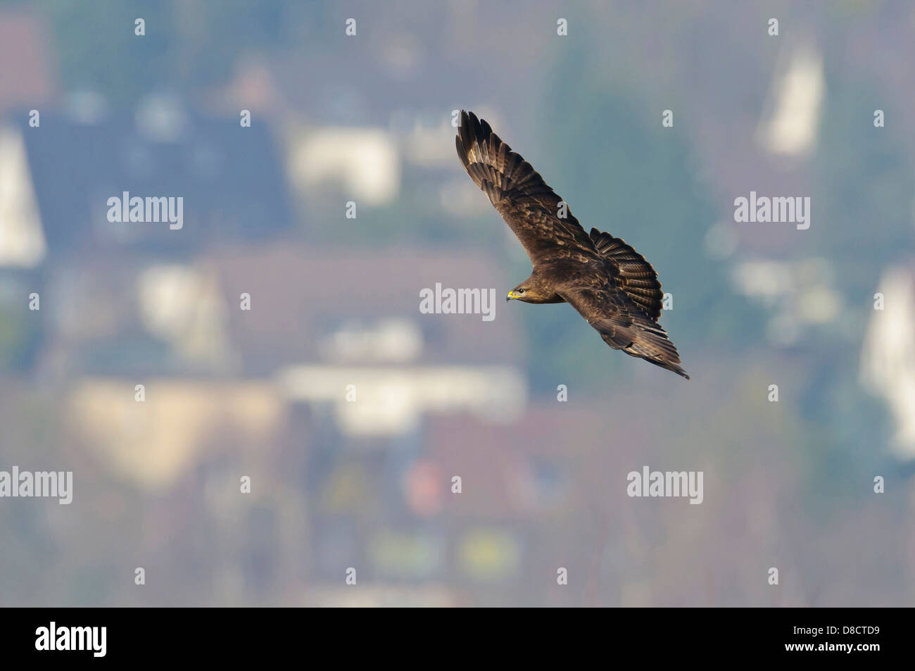Buse variable, Buteo buteo Banque D'Images