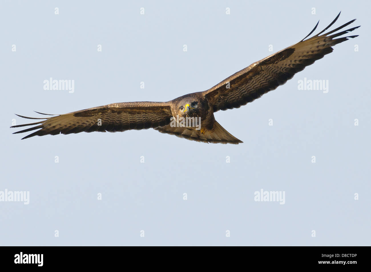 Buse variable, Buteo buteo Banque D'Images