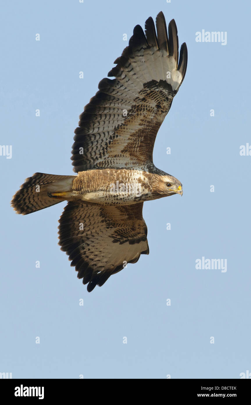 Buse variable, Buteo buteo Banque D'Images