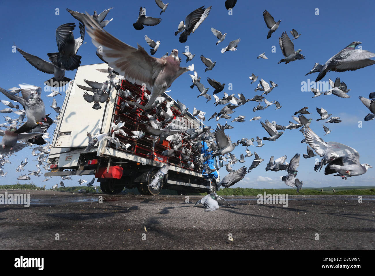 Les pigeons voyageurs sont libérées au début d'une course. Photo par James Boardman. Banque D'Images