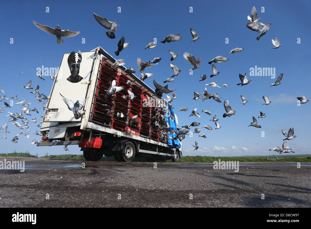 Les pigeons voyageurs sont libérées au début d'une course. Photo par James Boardman. Banque D'Images