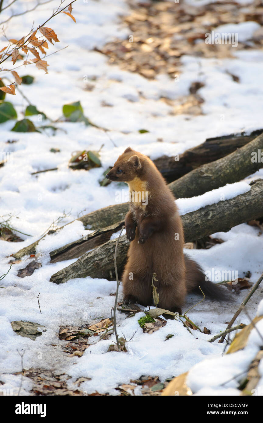 La martre d'Europe, Martes martes, Vechta, Niedersachsen, Allemagne Banque D'Images