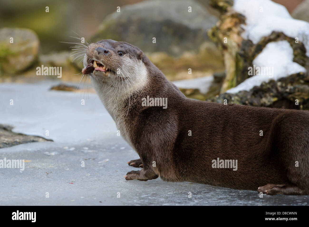 Loutre d'Europe, Lutra lutra, Lüneburger Heide, Allemagne Banque D'Images