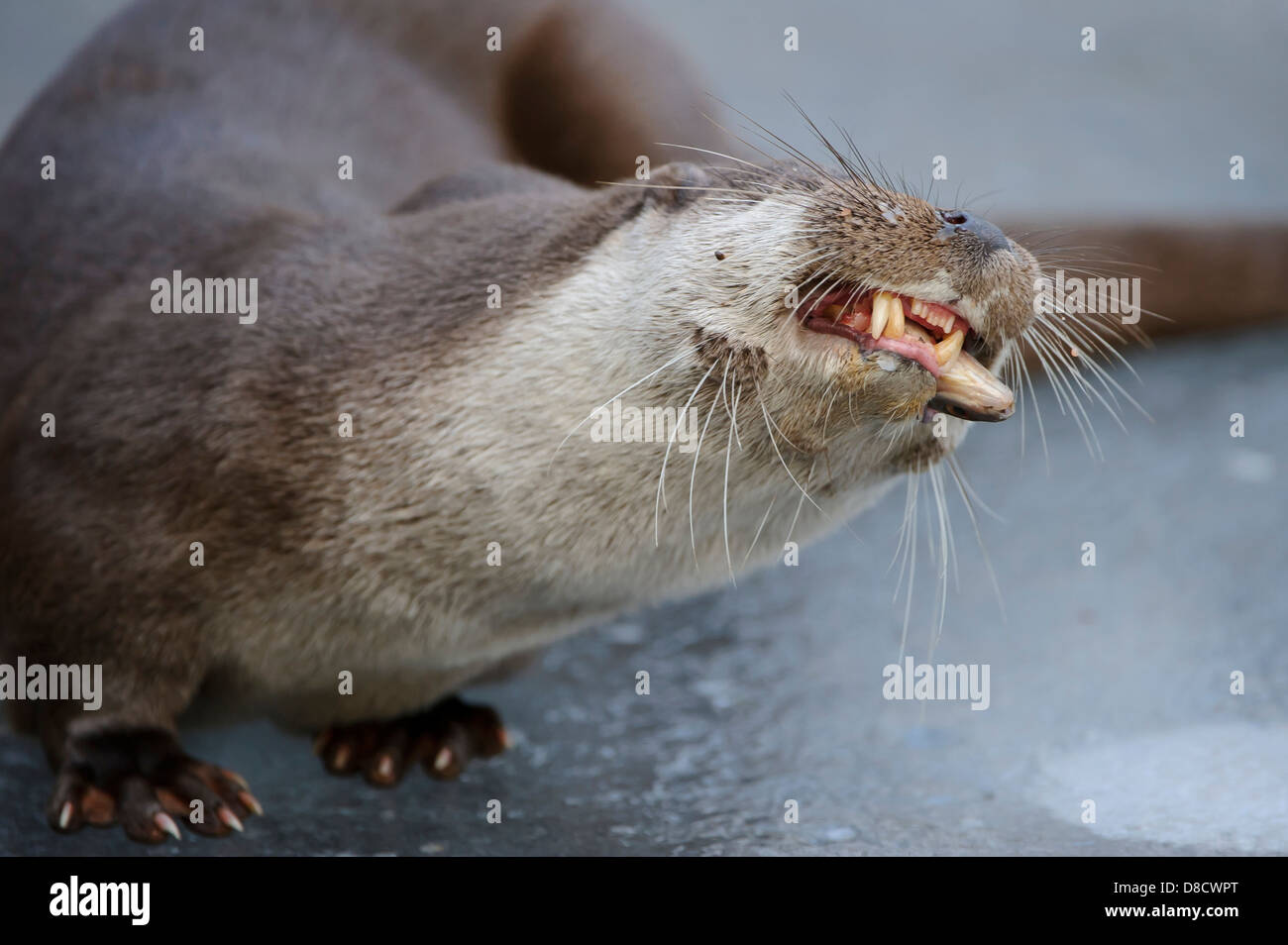 Loutre d'Europe, Lutra lutra, Lüneburger Heide, Allemagne Banque D'Images