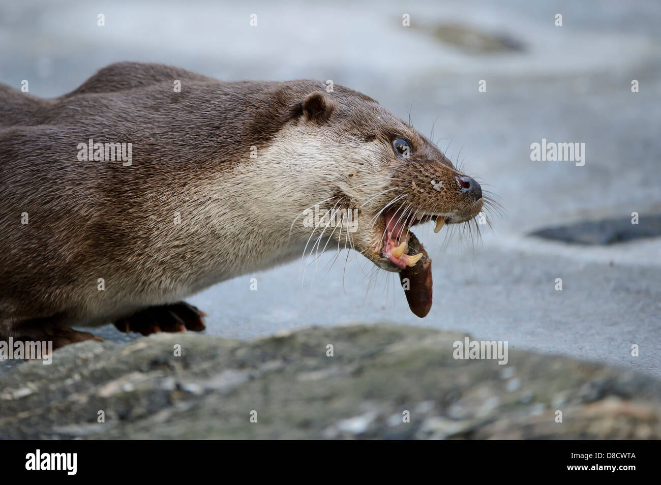 Loutre d'Europe, Lutra lutra, Lüneburger Heide, Allemagne Banque D'Images