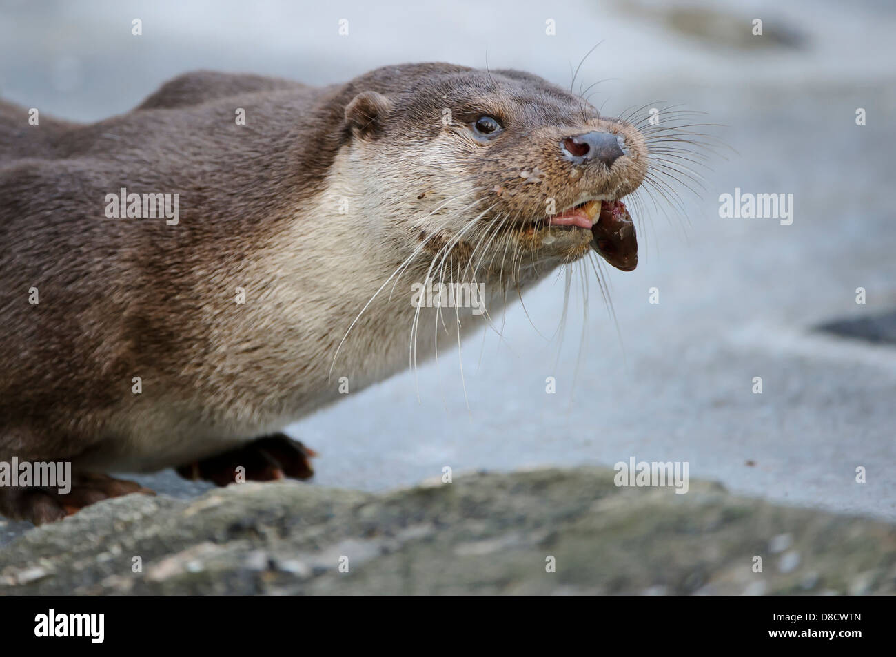 Loutre d'Europe, Lutra lutra, Lüneburger Heide, Allemagne Banque D'Images