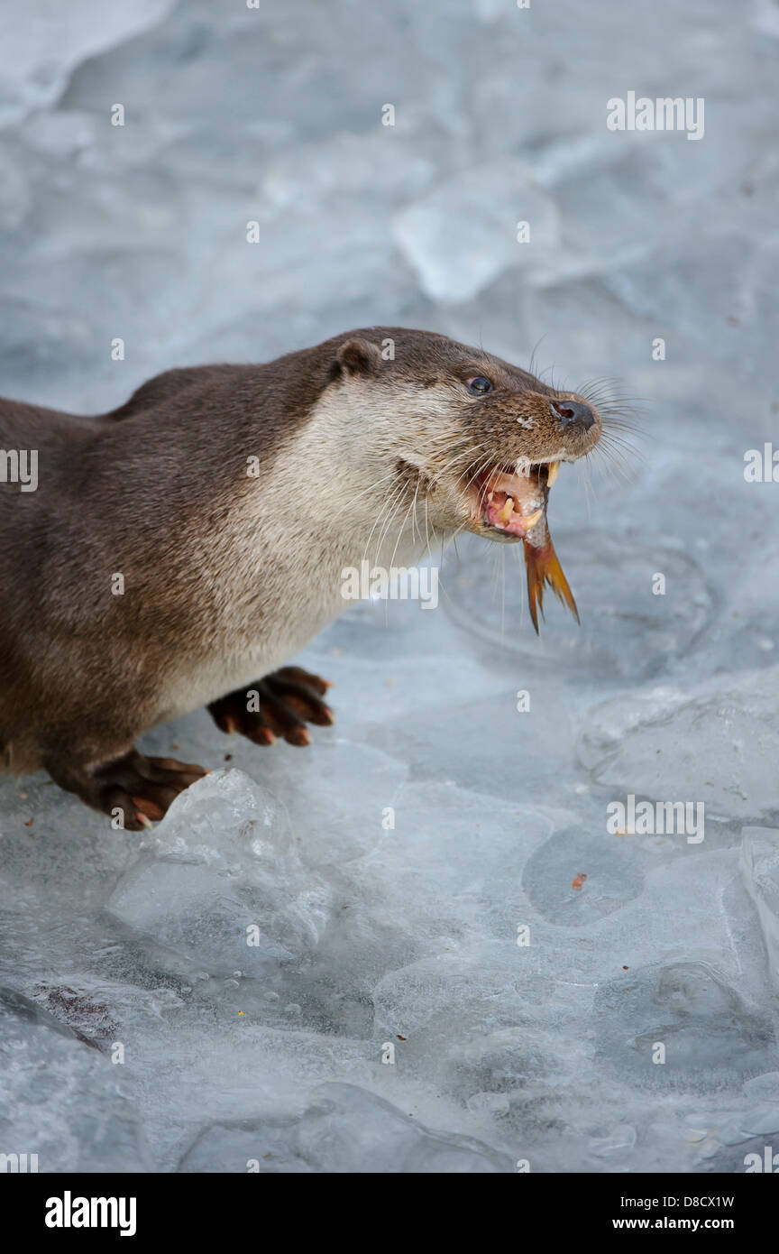 Loutre d'Europe, Lutra lutra, Lüneburger Heide, Allemagne Banque D'Images