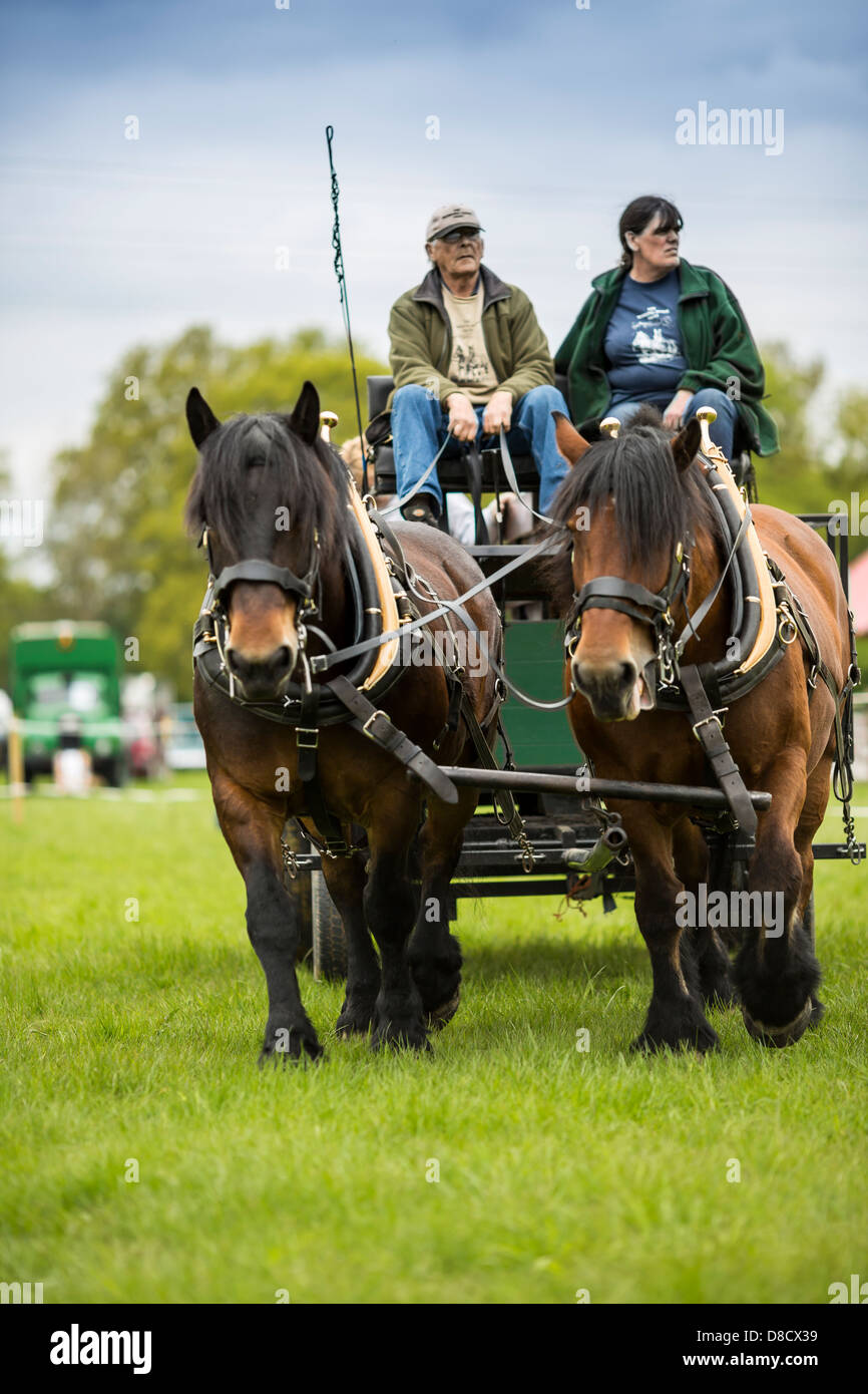 Heavy Horse Show est Bysshee Surrey England Banque D'Images
