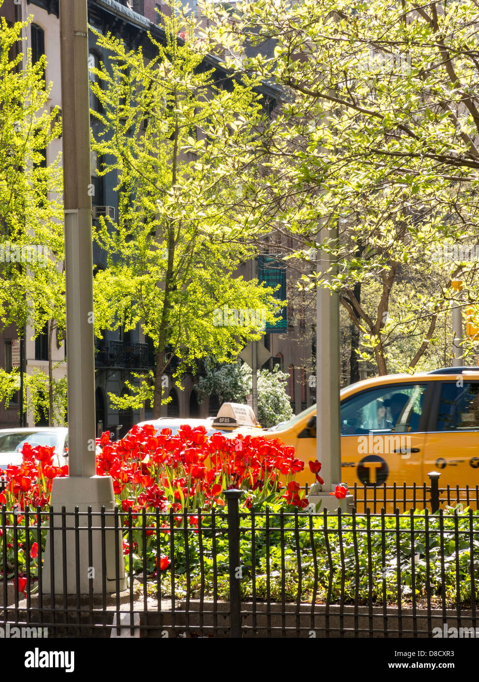 Tulipes au Park Avenue médiane, Murray Hill, NEW YORK Banque D'Images